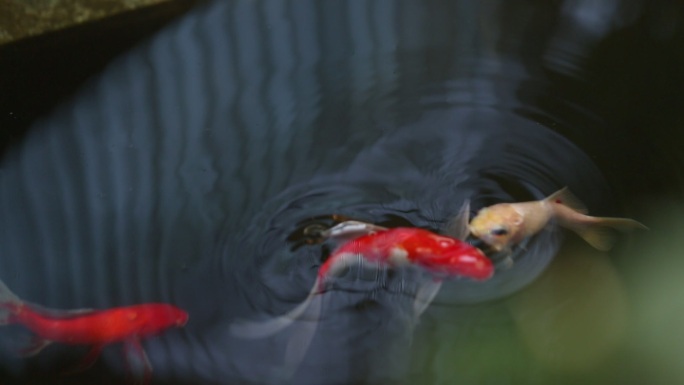 鱼儿小金鱼红鲤鱼在水中嬉戏游着浮在水面