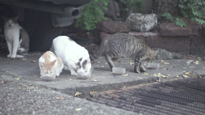 猫吃街上碗里的食物