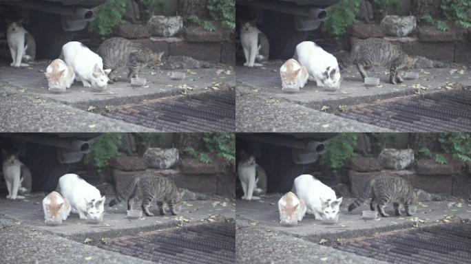 猫吃街上碗里的食物