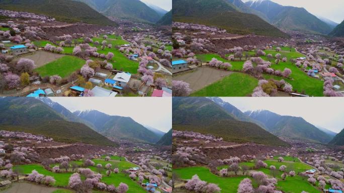 西藏林芝雪山下桃花盛开