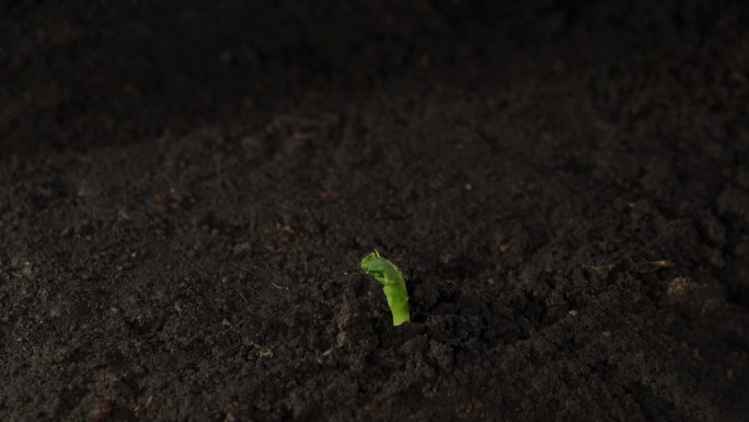 4K植物发芽生长