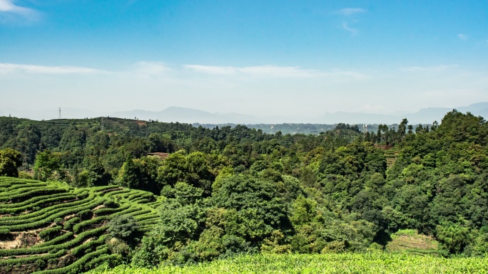 四川雅安名山县大地指纹茶园风光