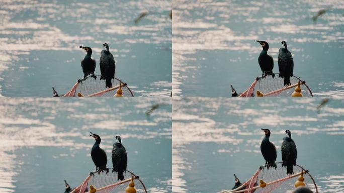 4K桂林山水阳朔水鸟鸬鹚鸟类