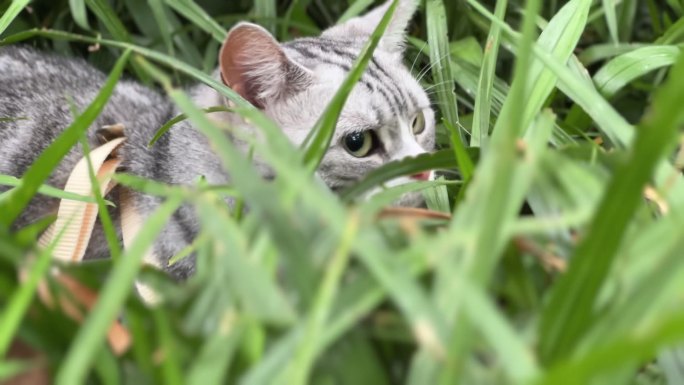 猫咪户外在草丛中游玩