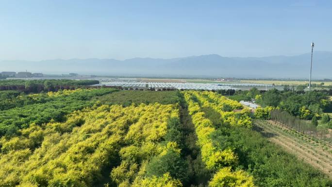 高铁动车运行中窗外的青山绿树和种植基地