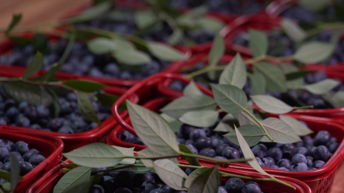 新鲜水果采摘蓝莓奥尼尔篮子