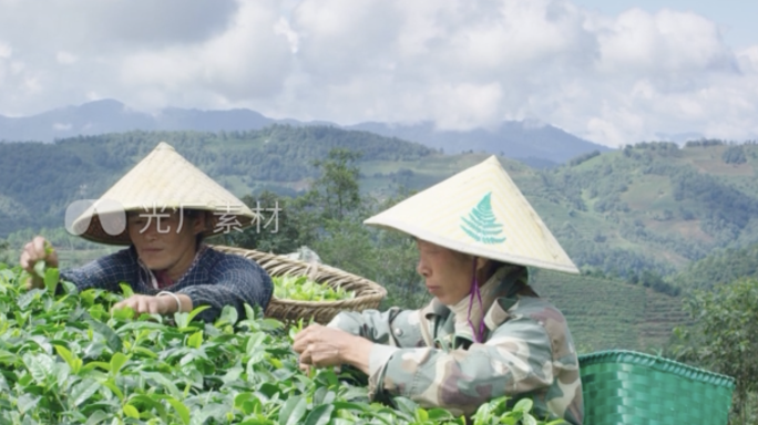 山间茶园采茶摘茶农妇劳动明前茶庄收获特产