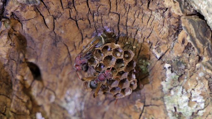 巢中的黄蜂。蜜蜂