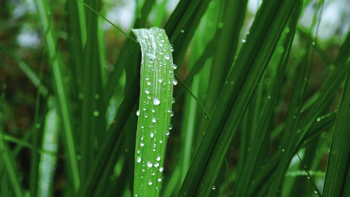 绿叶上的雨珠特写 晶莹剔透的雨珠