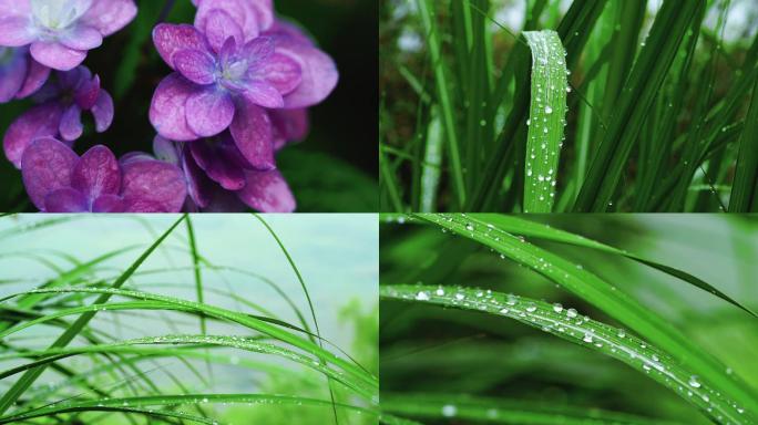 绿叶上的雨珠特写 晶莹剔透的雨珠