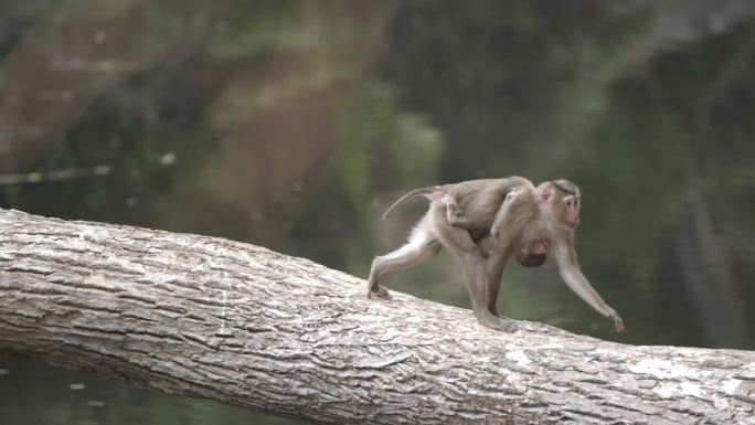 场景泰国考艾国家公园天然森林中的猴子慢镜头