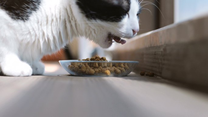猫从碗里吃干粮猫吃猫粮宠物猫