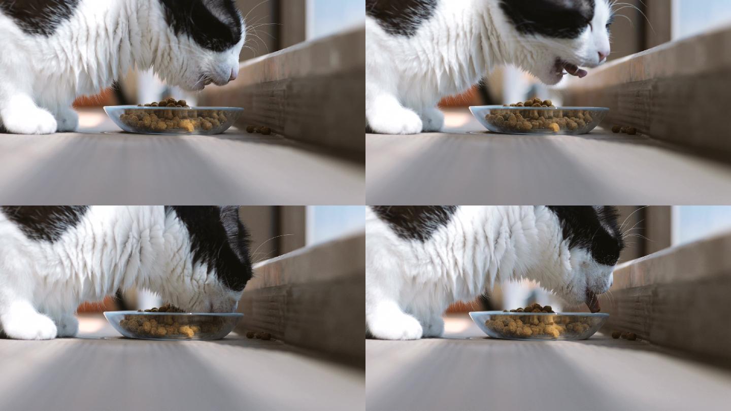 猫从碗里吃干粮猫吃猫粮宠物猫