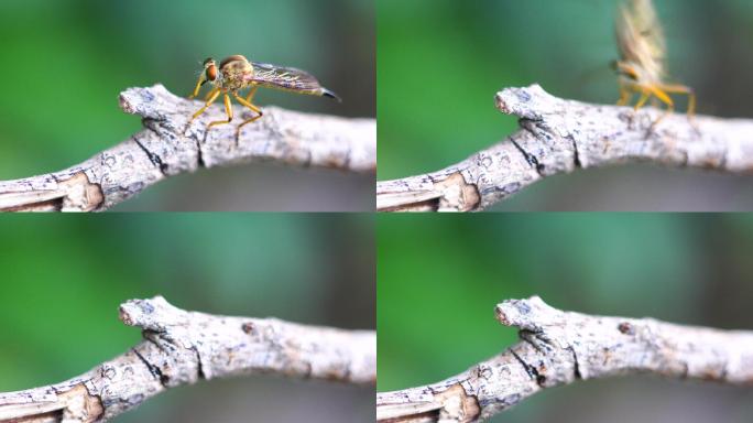 一个坐在树枝上的飞贼，微距摄影，