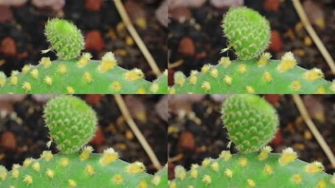 仙人掌，俗称花梨，在延时视频中长出新叶子。
