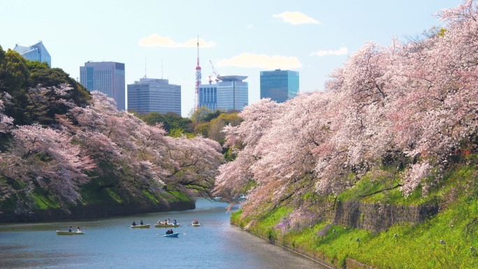 日本东京Chidorigafuchi公园公园樱花花瓣飘落