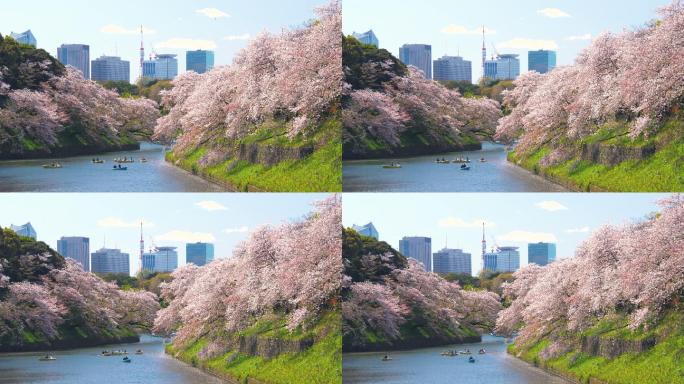 日本东京Chidorigafuchi公园公园樱花花瓣飘落