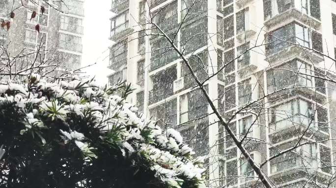 小区公园雪景视频