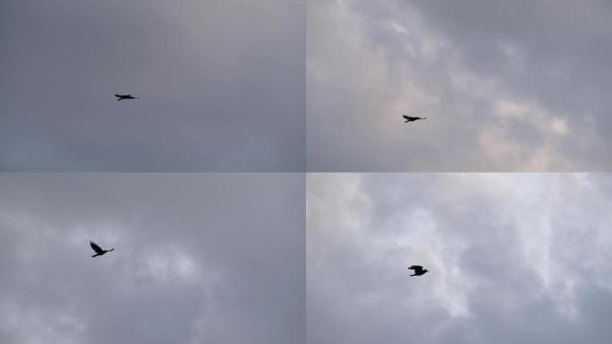乌鸦鸟飞行的慢动作