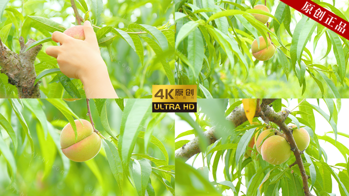 【4K原创可商用】桃子 小暑 芒种节气
