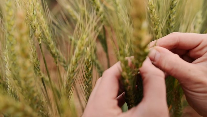 农民在作物检查中检查小麦穗