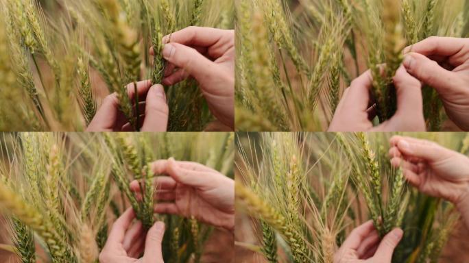 农民在作物检查中检查小麦穗