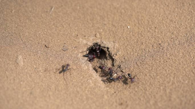 沙滩上的蚁丘蚂蚁洞穴