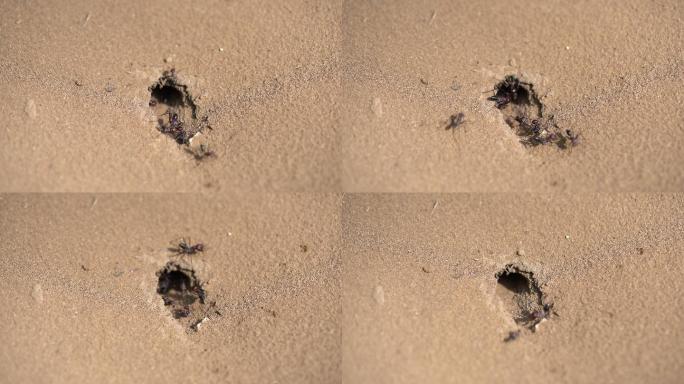 沙滩上的蚁丘蚂蚁洞穴