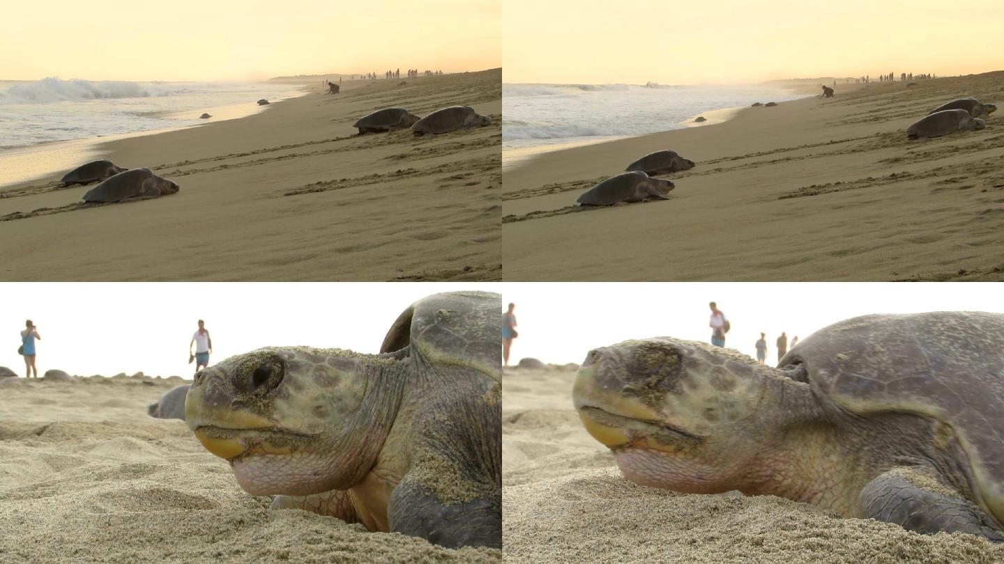 橄榄红海龟海龟沙滩和谐相处