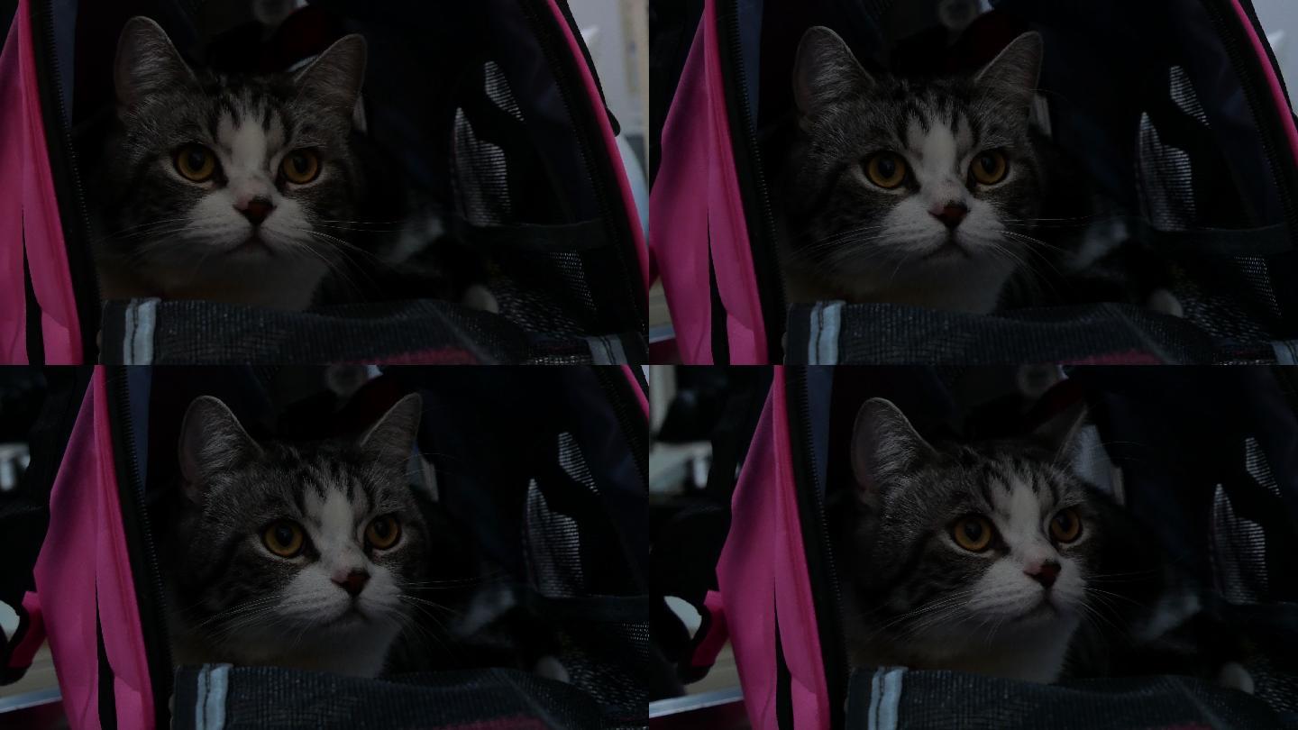 猫入行李猫