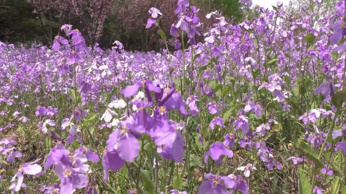 春天,送你一片浪漫的紫色花海