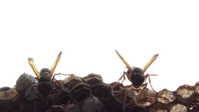 巢中黄蜂的剪影。一种蜜蜂