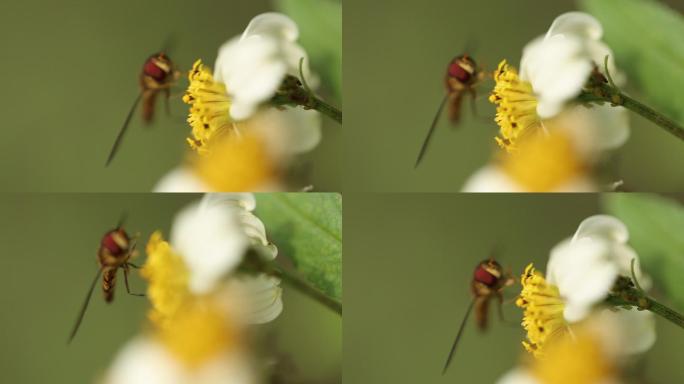 小蜜蜂采花蜜蜜蜂落在花丛中采花粉花蜜特写