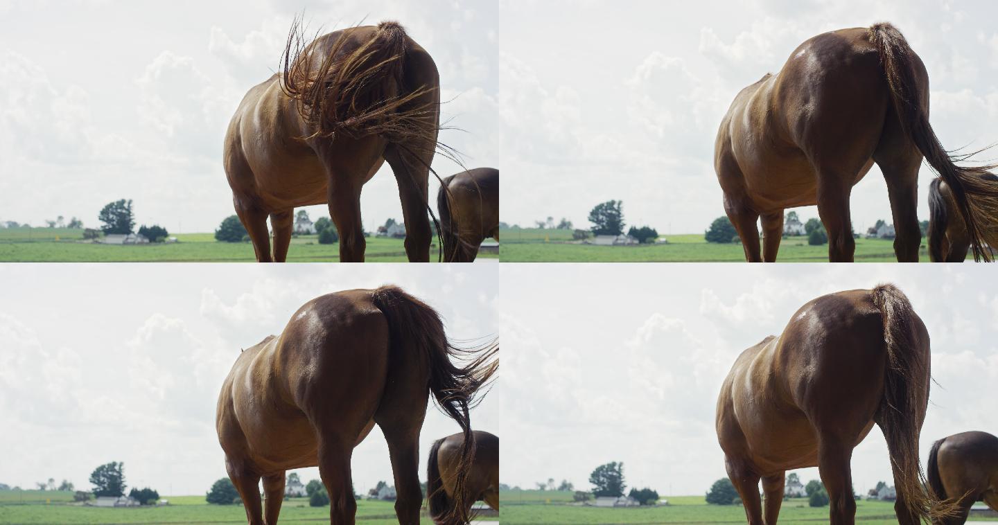 阳光明媚的日子里，一匹棕色的马在农场的牧场上一边摇摆一边甩尾巴的慢镜头
