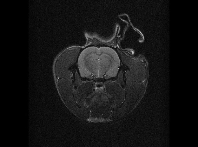 大鼠MRI-NTSC