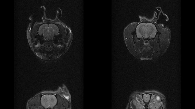 大鼠MRI-NTSC