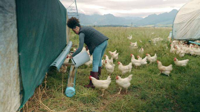 一名年轻女子在家禽养殖场喂鸡的4k视频片段