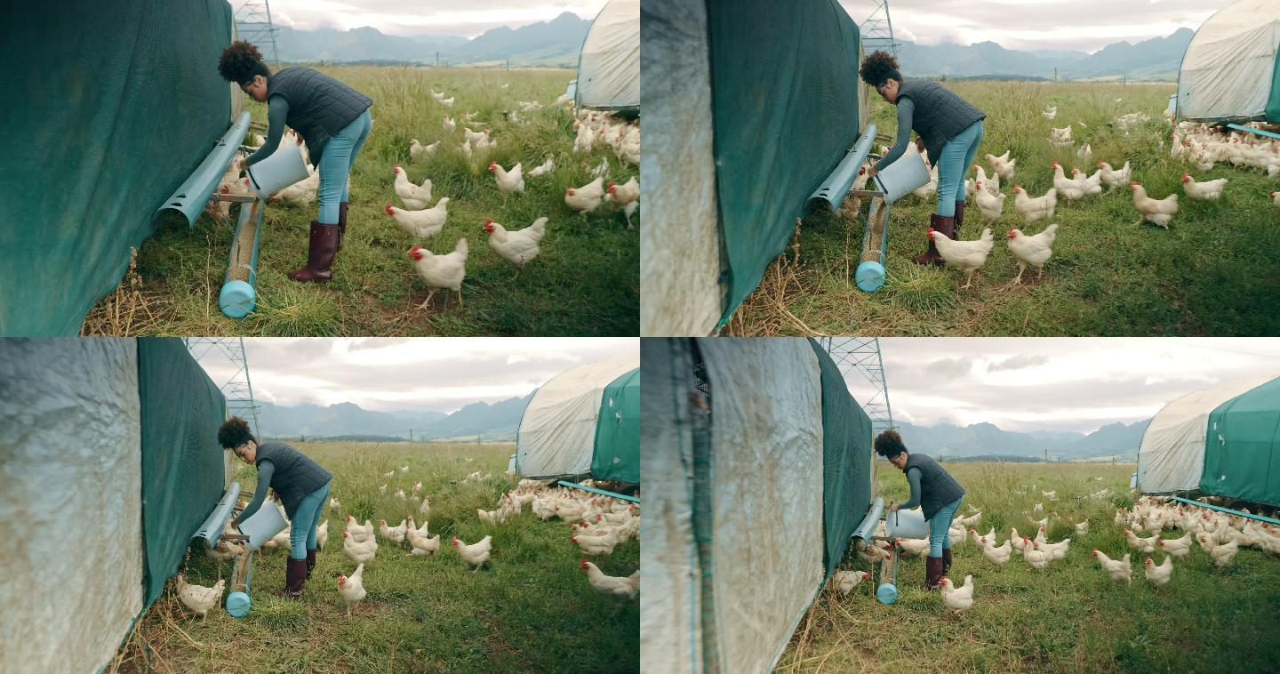 一名年轻女子在家禽养殖场喂鸡的4k视频片段