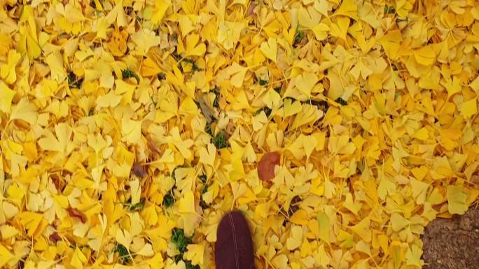漫步秋叶之我见黄色银杏树叶走路