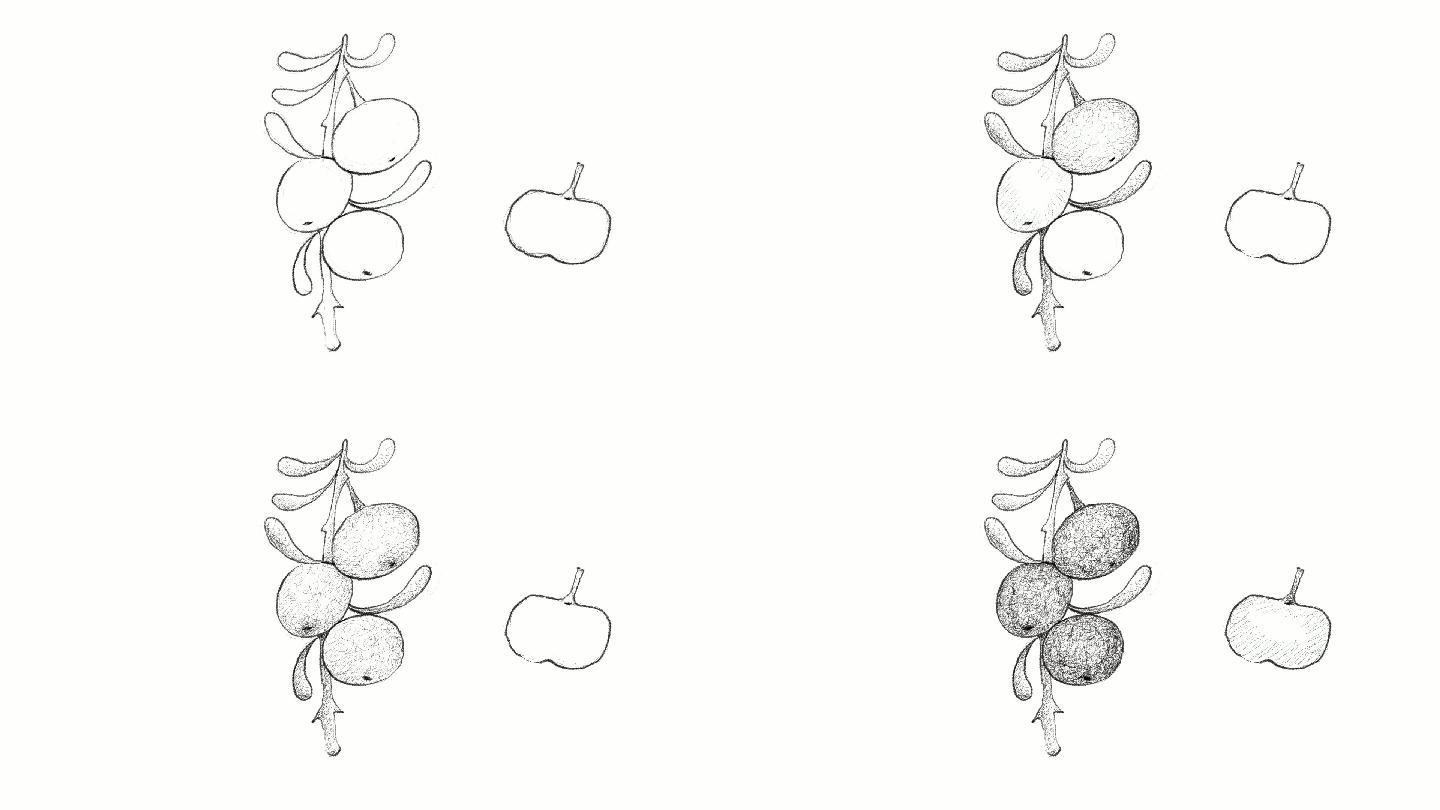 手绘黑枸杞视频短片