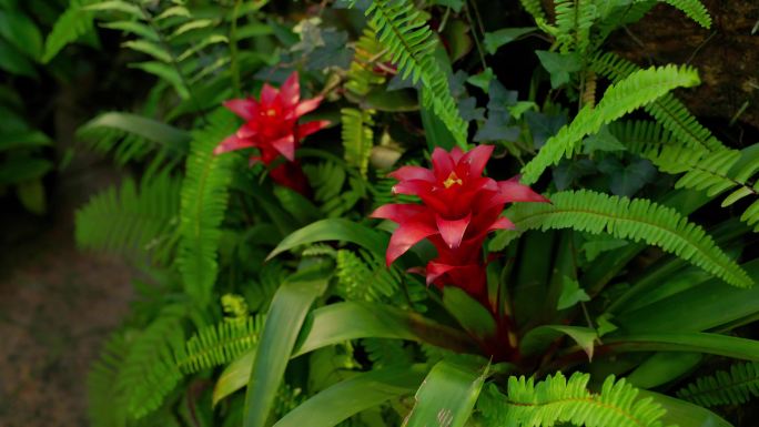 国家植物园/北京植物园/水塔花