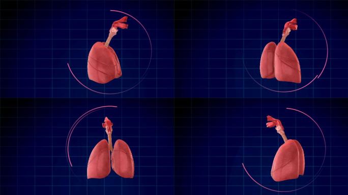 人肺呼吸系统摘要蓝色网格背景动态光线