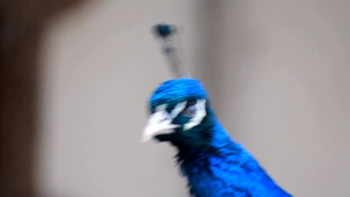 雄孔雀孔雀特写保护动物蓝色羽毛