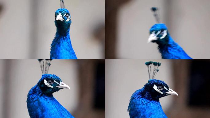 雄孔雀孔雀特写保护动物蓝色羽毛