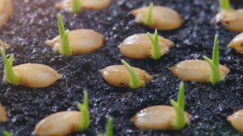 水稻种子发芽破土而出延时摄影水稻视频素材