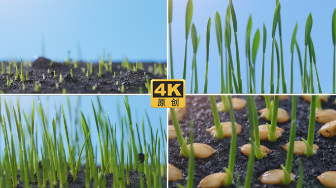 水稻种子发芽破土而出延时摄影水稻