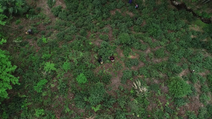 六安茶谷九十里山水画廊