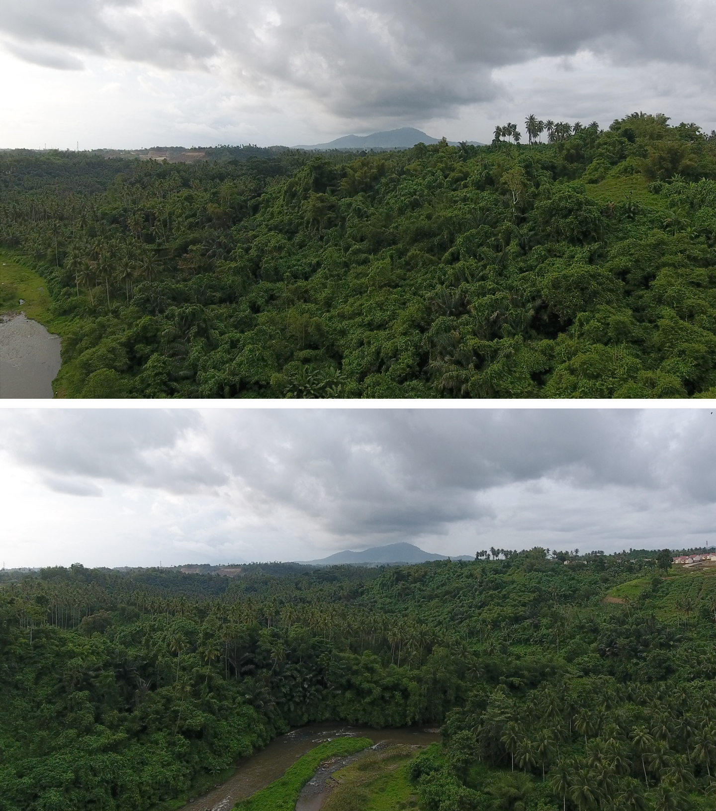 森林 热带雨林 勘测 丛林 航拍视频