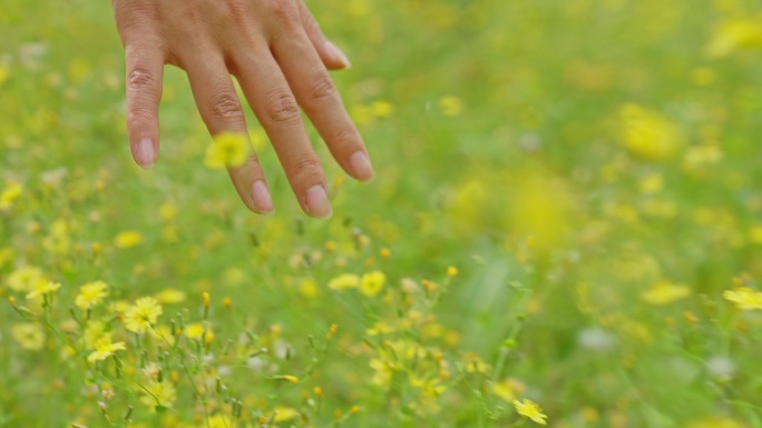 【4K原创】抚摸花草接触大自然1