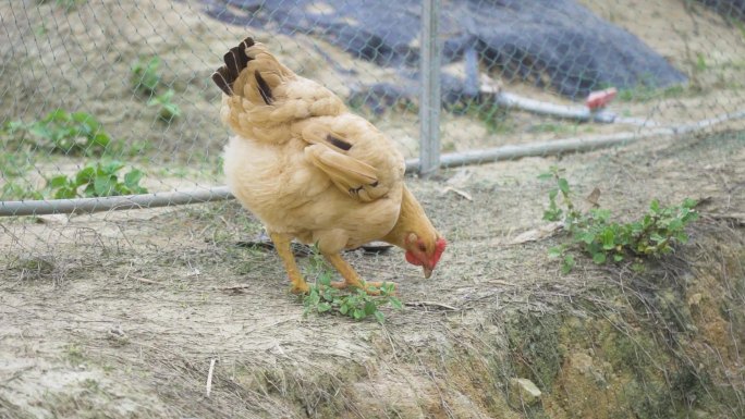 土鸡山鸡跑步鸡原生态养殖